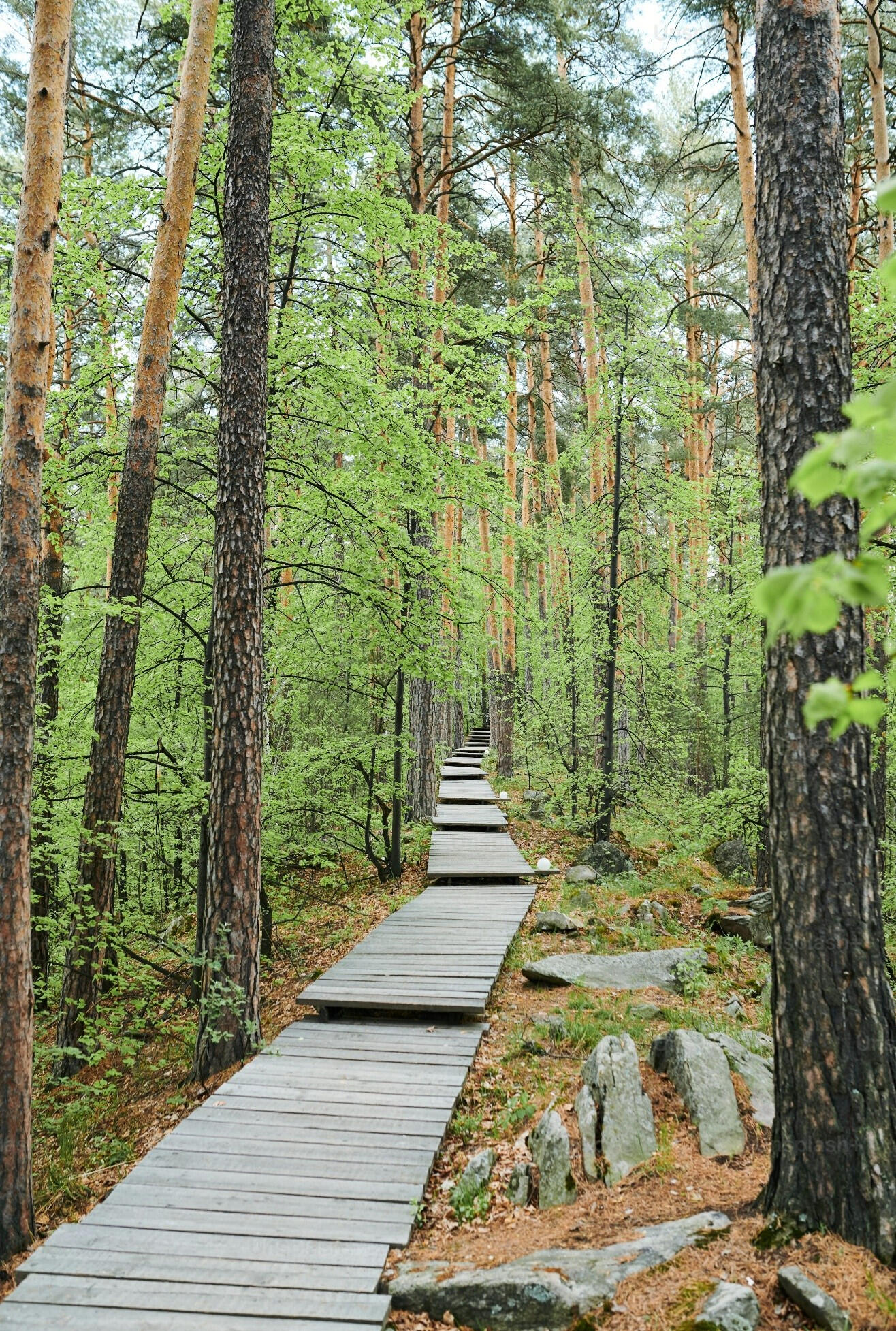 Path in Woods